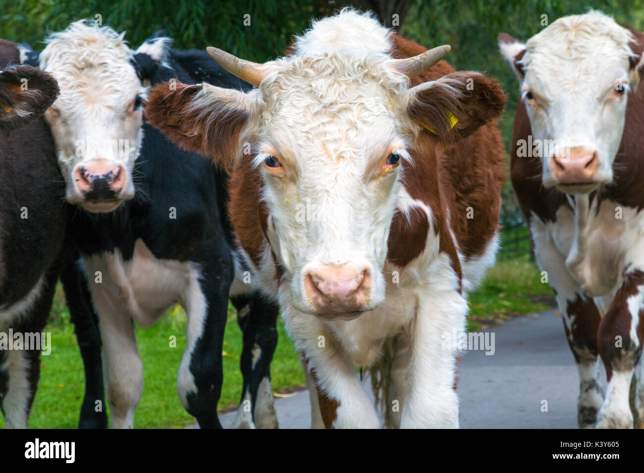 Un close-up di una mandria di mucche cercando nella fotocamera, cambridge, Regno Unito Foto Stock
