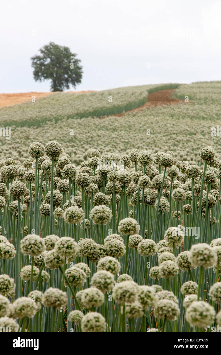 Raccolto di cipolle che cresce in un campo Foto Stock