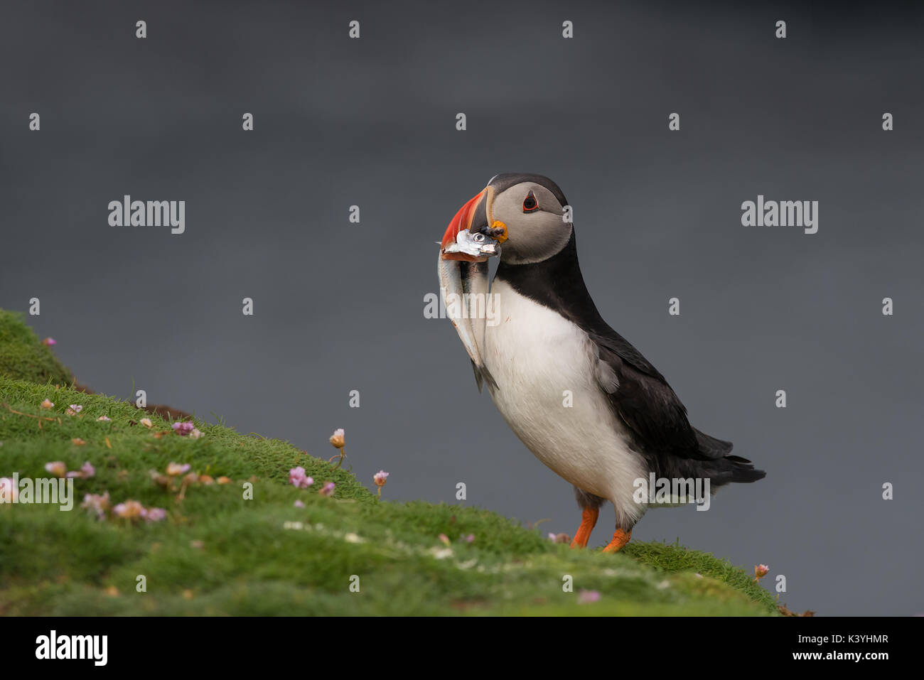 I puffini scozzese Foto Stock