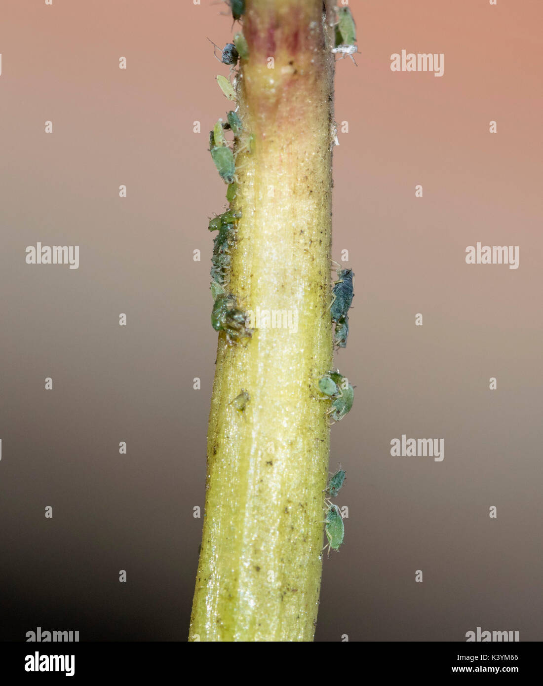 Afidi, piante insetti pidocchi e bug, su un impianto a foglia e stelo, macro Foto Stock