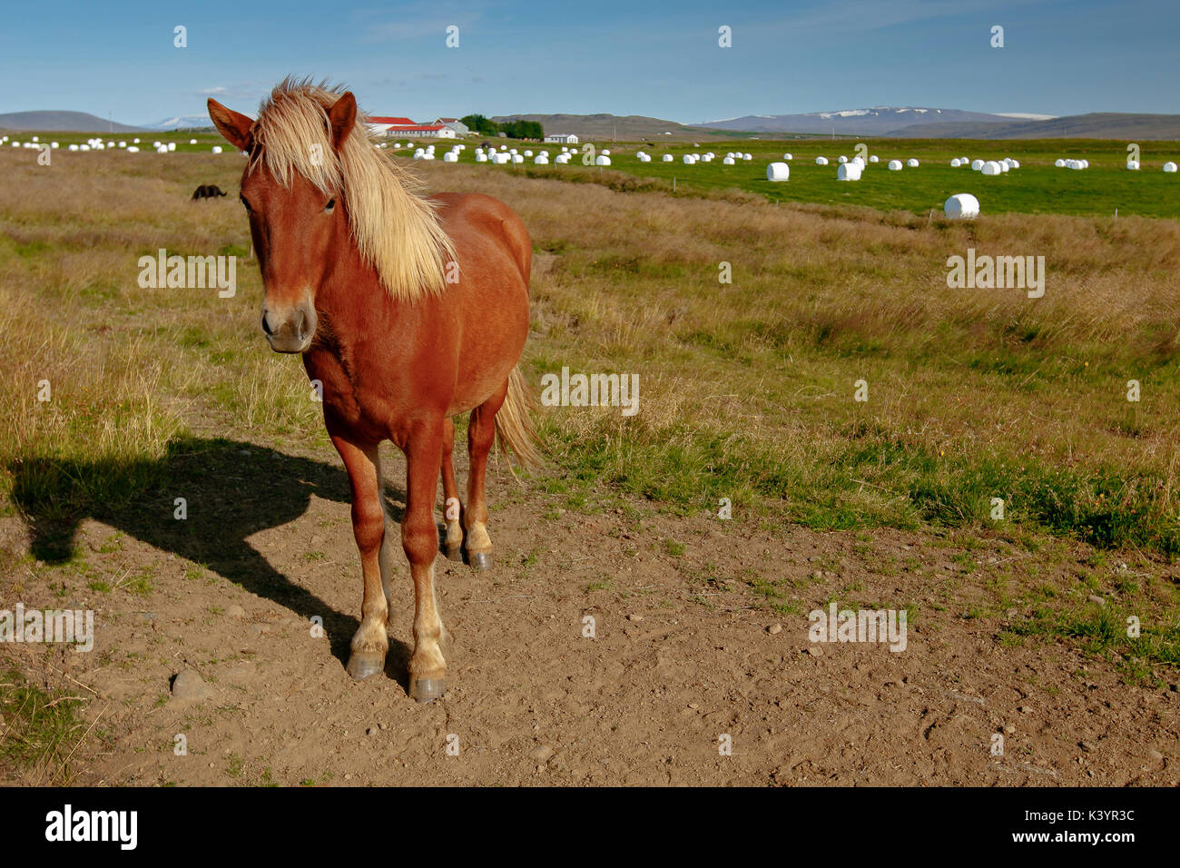 Cavallo islandese [Equus caballus ferus]. L'Islanda. Foto Stock