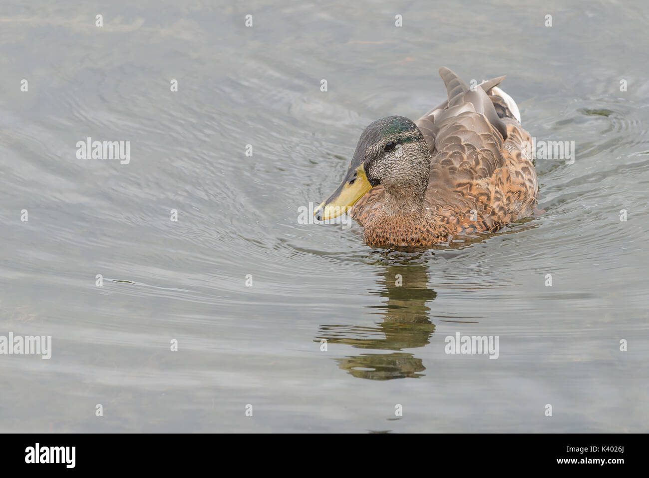 Nuoto bambini maschi di anatra germano reale (Anas platyrhynchos). Germani reali sono una specie di comune e si trovano in molte parti del mondo. Foto Stock