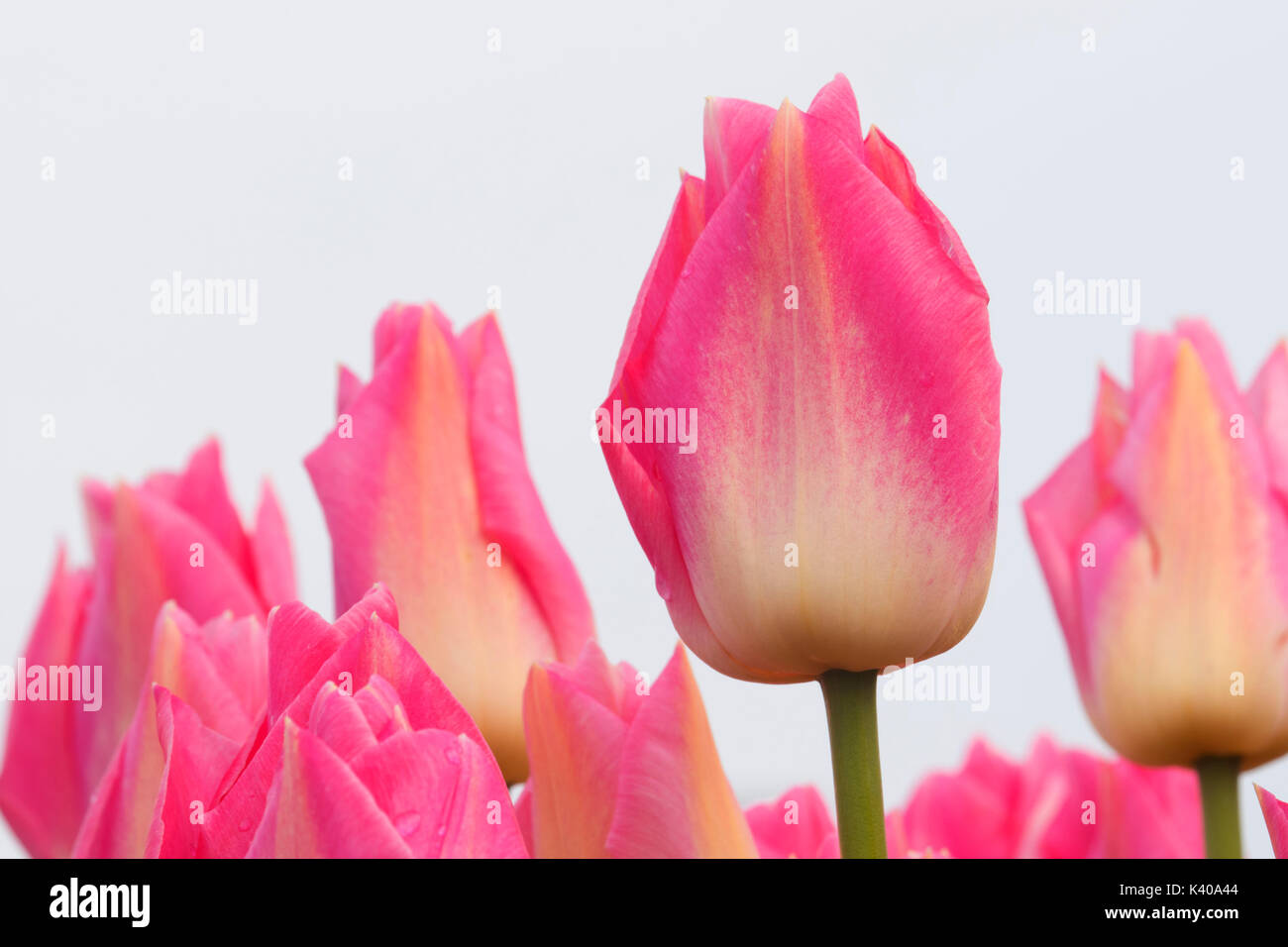 Sauternes tulip, scarpe di legno lampadina Co., Clackamas County, Oregon Foto Stock