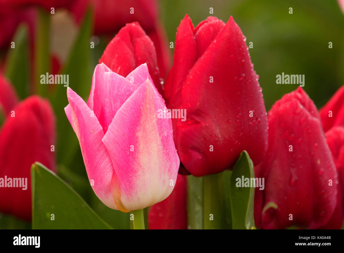 I tulipani, scarpe di legno lampadina Co., Clackamas County, Oregon Foto Stock