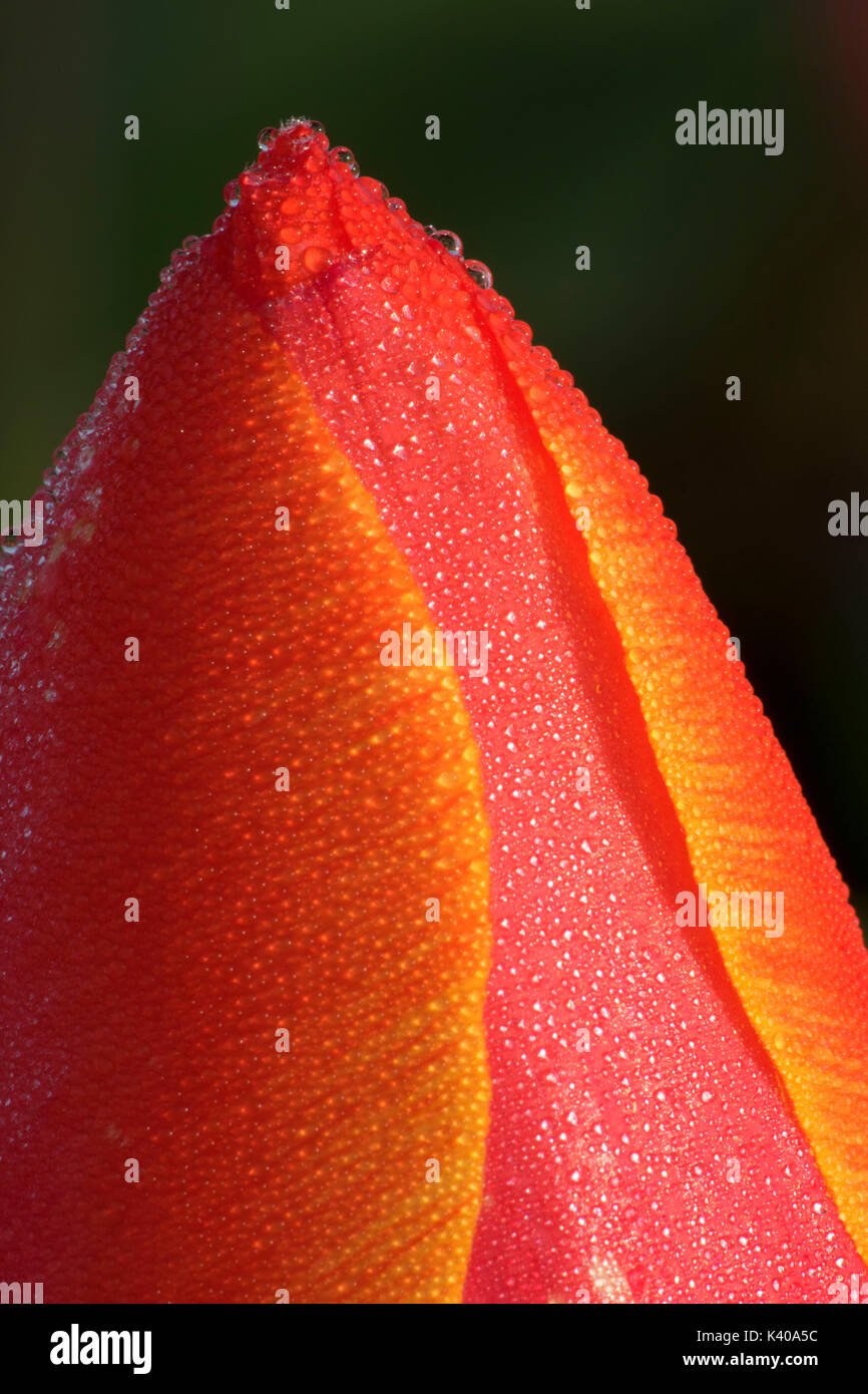 Ad rem tulip con rugiada, scarpe di legno lampadina Co., Clackamas County, Oregon Foto Stock