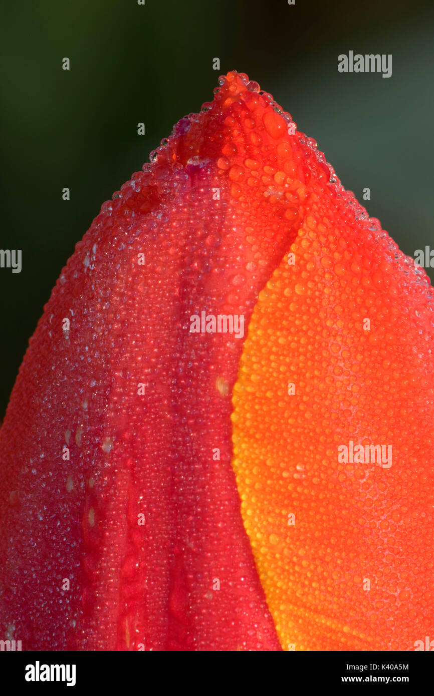 Ad rem tulip con rugiada, scarpe di legno lampadina Co., Clackamas County, Oregon Foto Stock