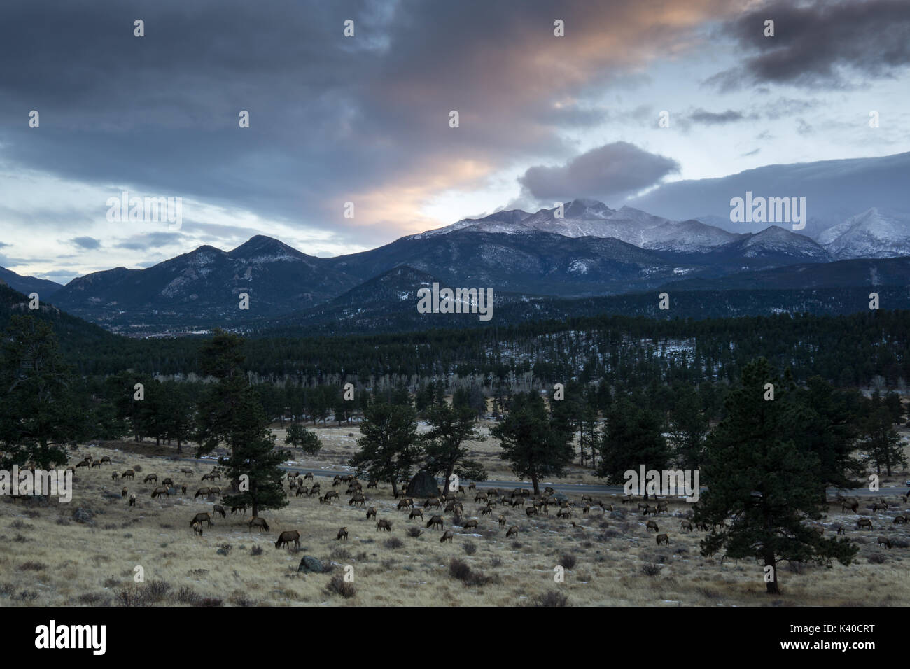 Vicino a beaver prati, con Longs Peak sullo sfondo di un branco di alci pascolare lungo Trail Ridge Road. Foto Stock