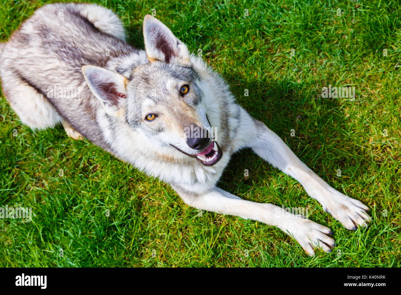 Wolfdog cecoslovacco su un giardino. Foto Stock