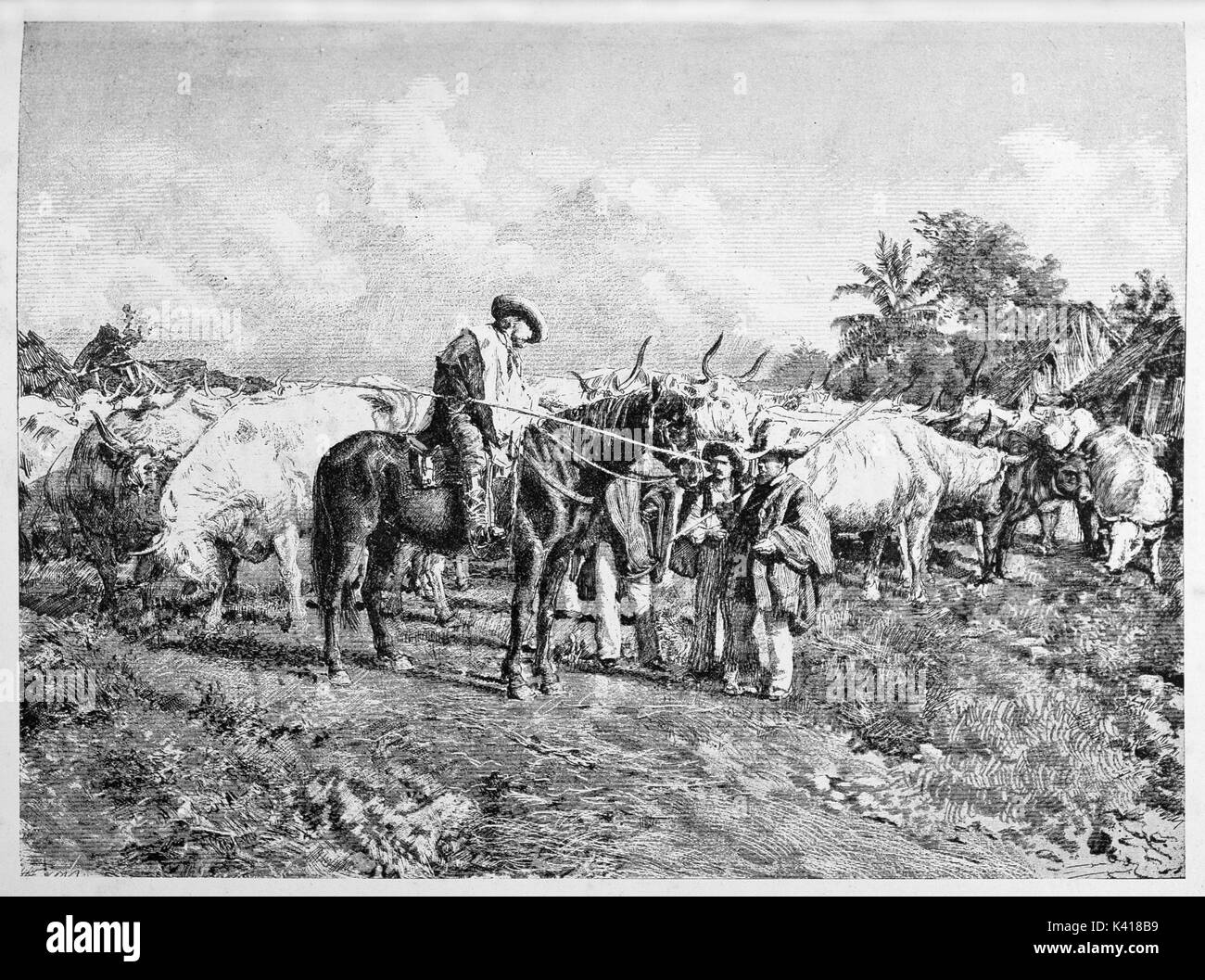 Antica buoi trader rende la business portando la sua mandria al pascolo. Garibaldi trading buoi. Da E. Matania pubblicato su Garibaldi e i suoi tempi Milano Italia 1884 Foto Stock