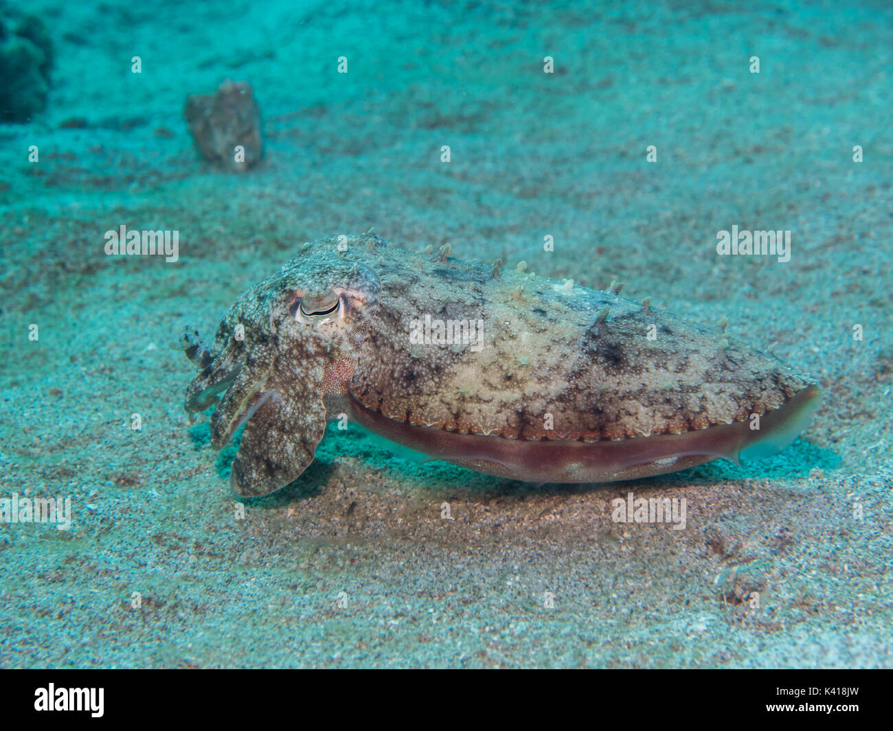 Calamari sulla sabbia, Filippine Foto Stock