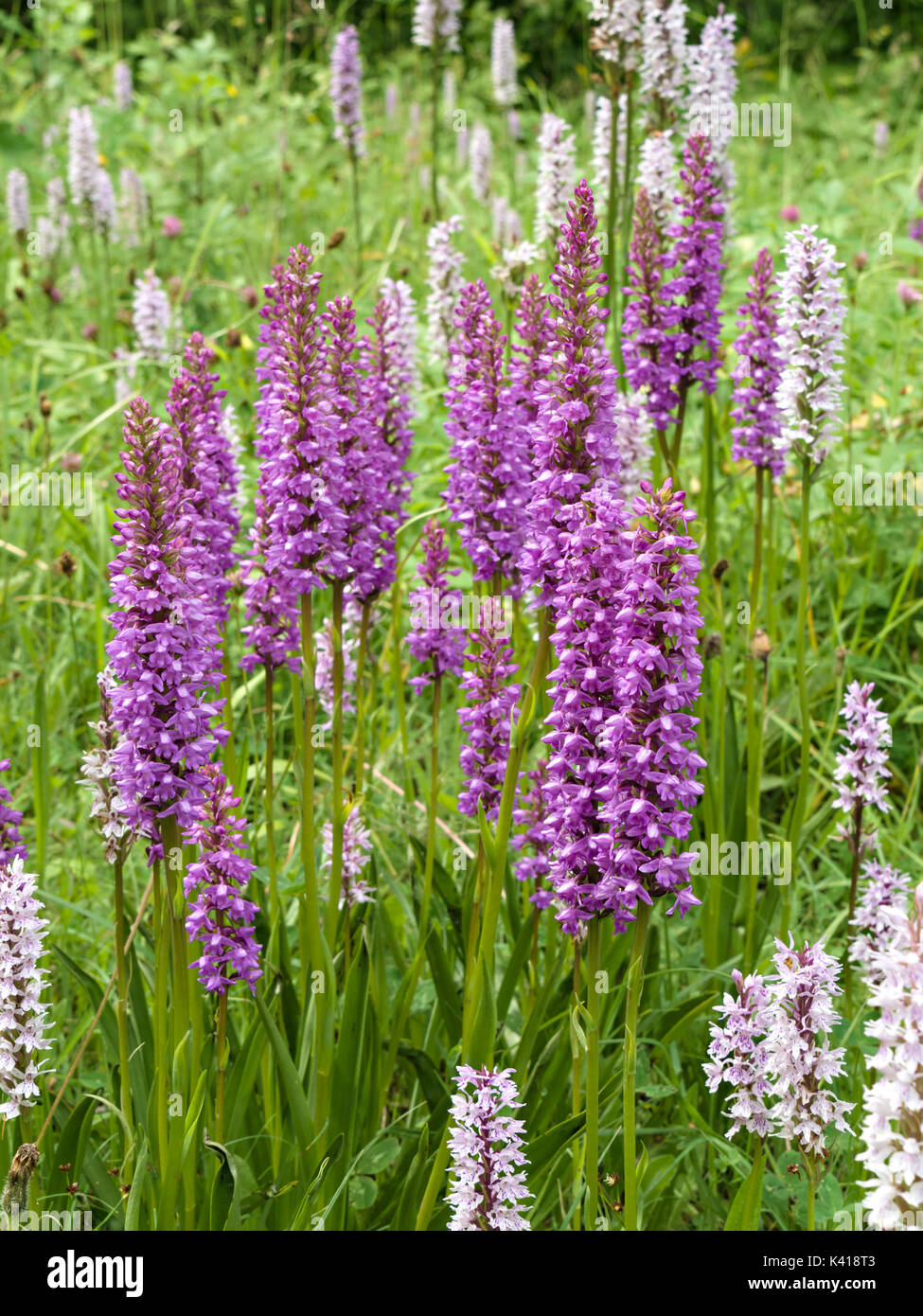 Campo di molto alto e Blu lilla e bianco macchiato comune fiori di orchidea (Dactylorhiza fuchsii), Ticknall cava di calce, Derbyshire, England, Regno Unito Foto Stock