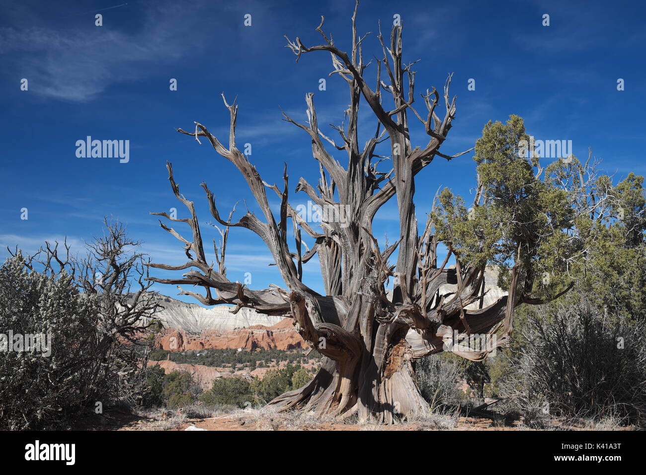 Albero di ginepro, juniperus osteosperma, pinyon pine, salvia spazzola e cieli blu in kodachrome basin State Park, nel deserto dello Utah, Stati Uniti d'America Foto Stock