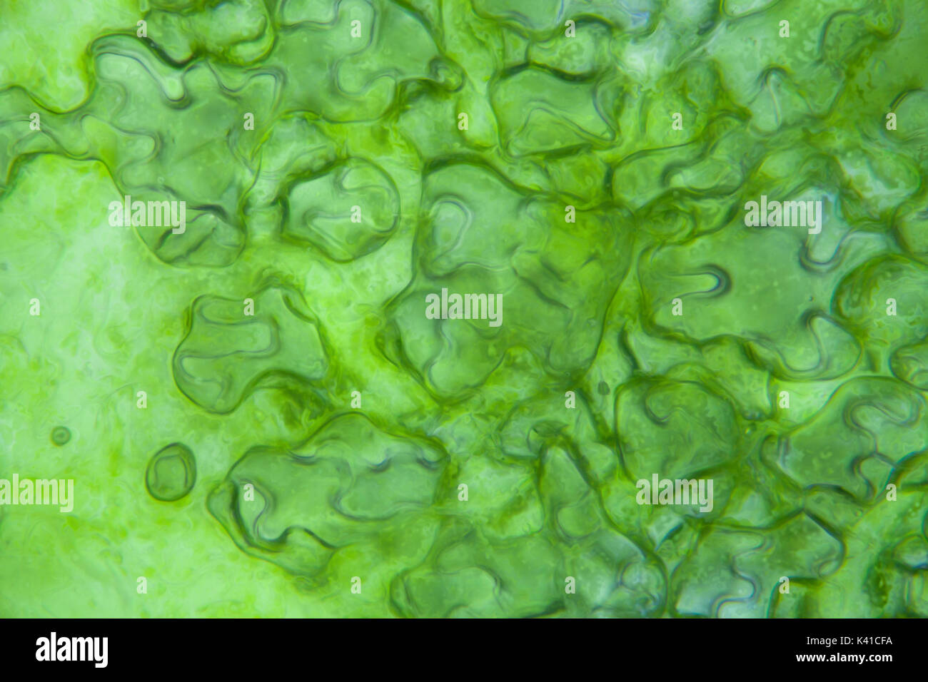 Cellule di lattuga sotto microscopio, ingrandimento x 400 Foto Stock