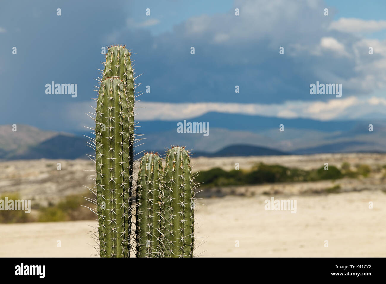 Grandi cactus nel deserto rosso, tatacoa desert, Colombia, America latina, Nuvole e sabbia, sabbia rossa nel deserto Foto Stock