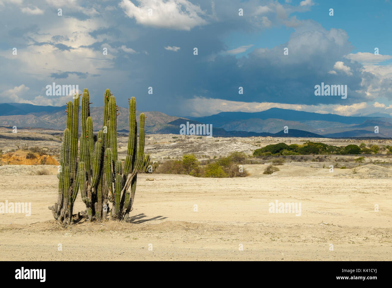 Grandi cactus nel deserto rosso, tatacoa desert, Colombia, America latina, Nuvole e sabbia, sabbia rossa nel deserto Foto Stock