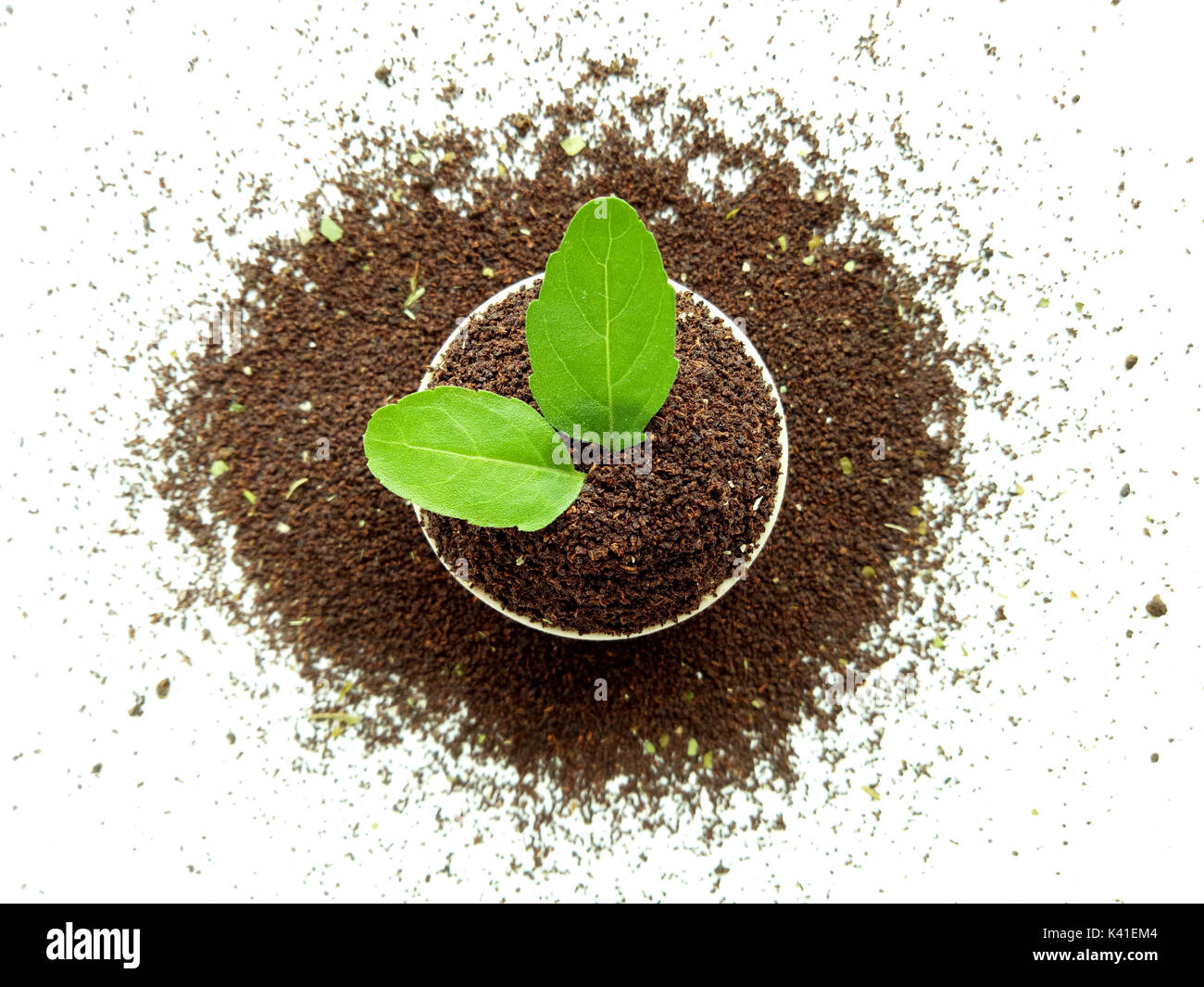 Foglie di tè con foglie di basilico Foto Stock