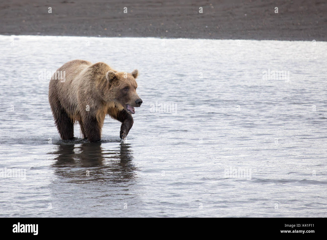Coastal orso bruno pesca, katmai alaska Foto Stock