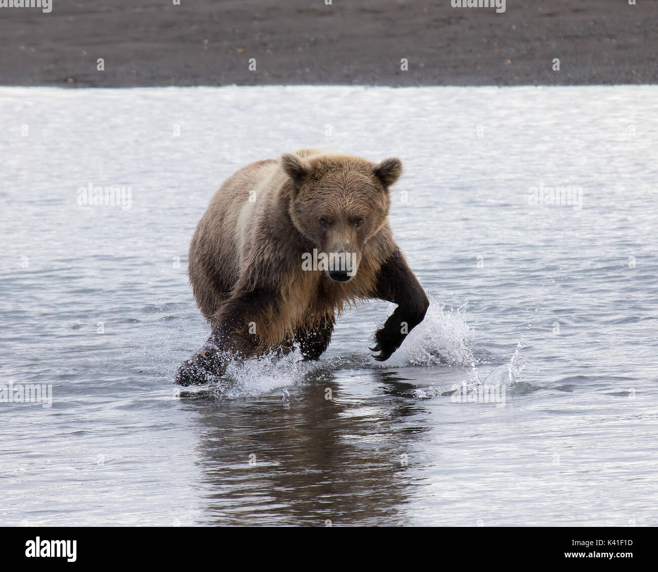 Coastal orso bruno pesca, katmai, Alaska Foto Stock