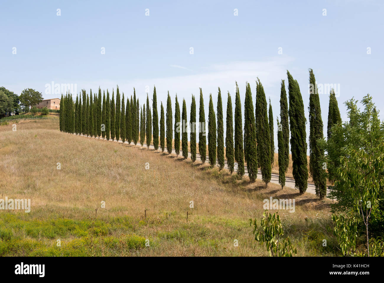 Un Cipresso viale alberato in una fattoria vicino a Montalcino in Val d'Orcia Toscana Italia Europa UE Foto Stock