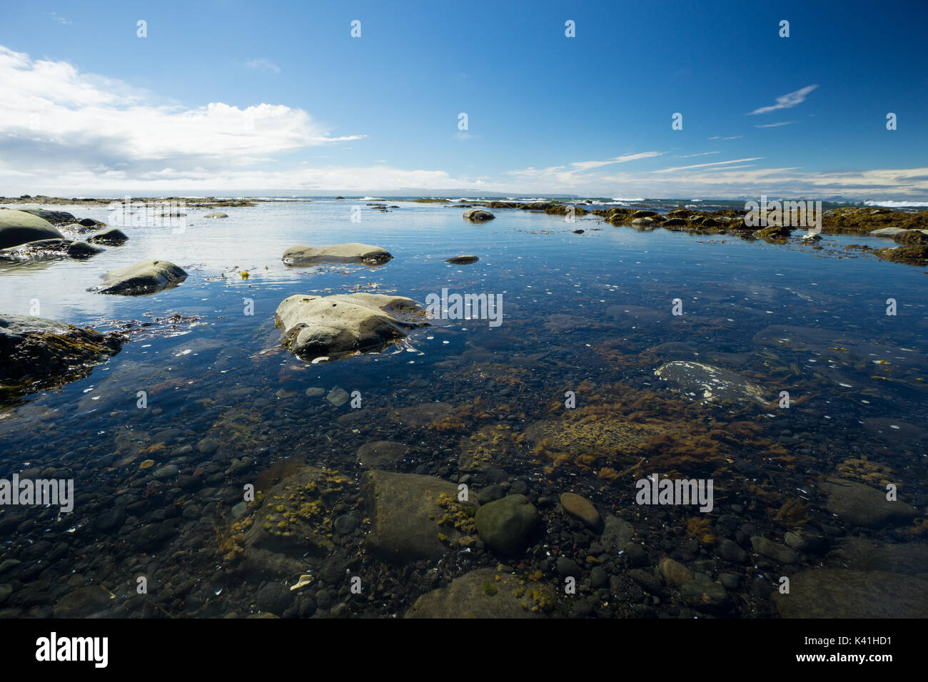 Islanda - Crystal clear oceano pura acqua a blonduos spiaggia con pietre e alghe Foto Stock