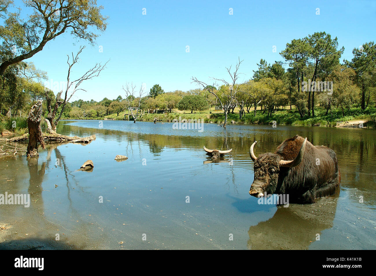 Un bufalo indiano di acqua al Badoca Safari Park. Santiago do Cacém, Alentejo. Portogallo Foto Stock