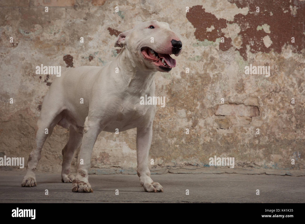 Cane domestico white Bull Terrier razza. Focus sul muso di cane, profondità di campo. Cane su salotto pelati sfondo a parete Foto Stock