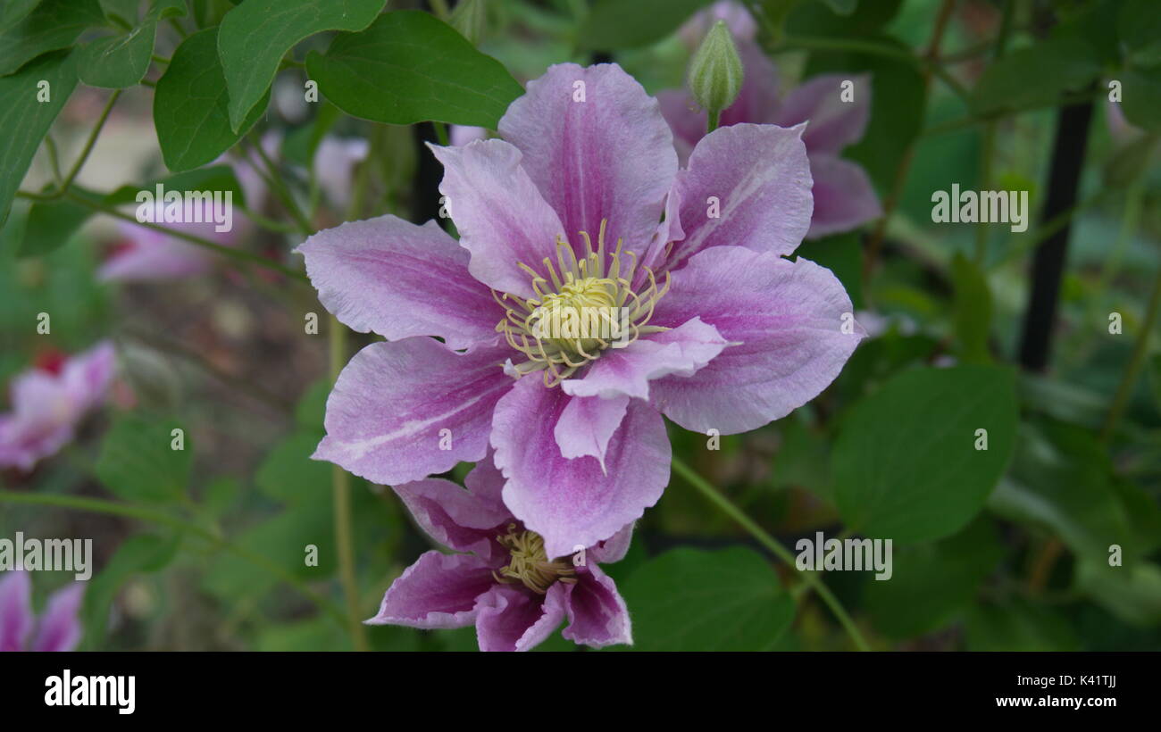 Fiore bianco viola la clematide piilu giardino estivo Foto Stock