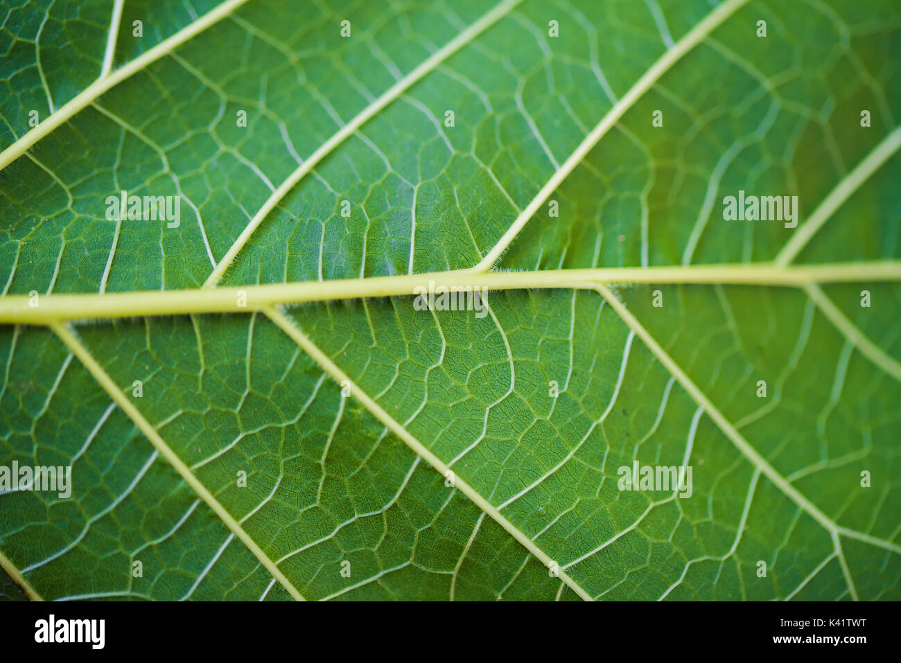 Close-up foglia verde texture in natura Foto Stock