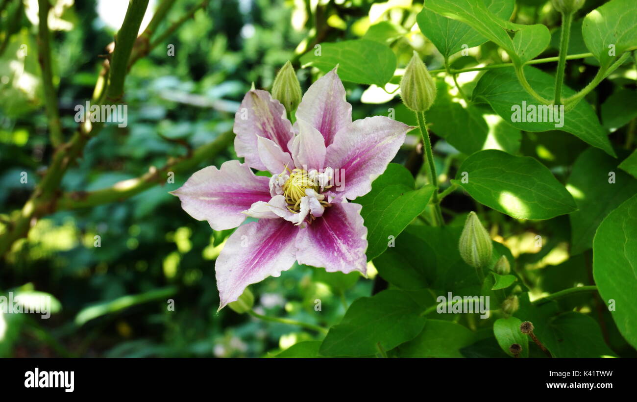 Blume clematide Piilu Foto Stock