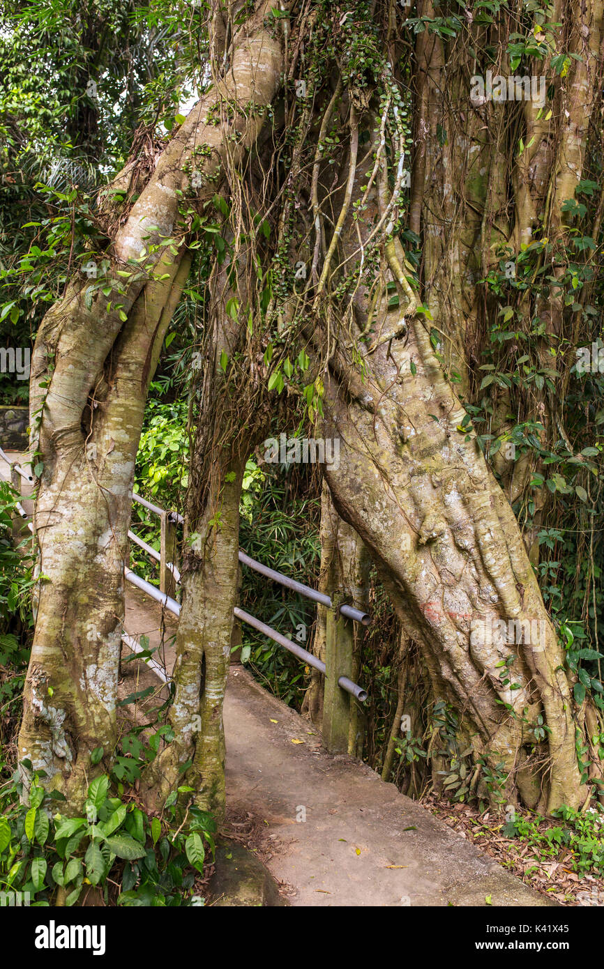 Vecchio tropical vivere verde banyan tree con tunnel arco di Interwoven albero radici alla base, Bali, Indonesia Foto Stock