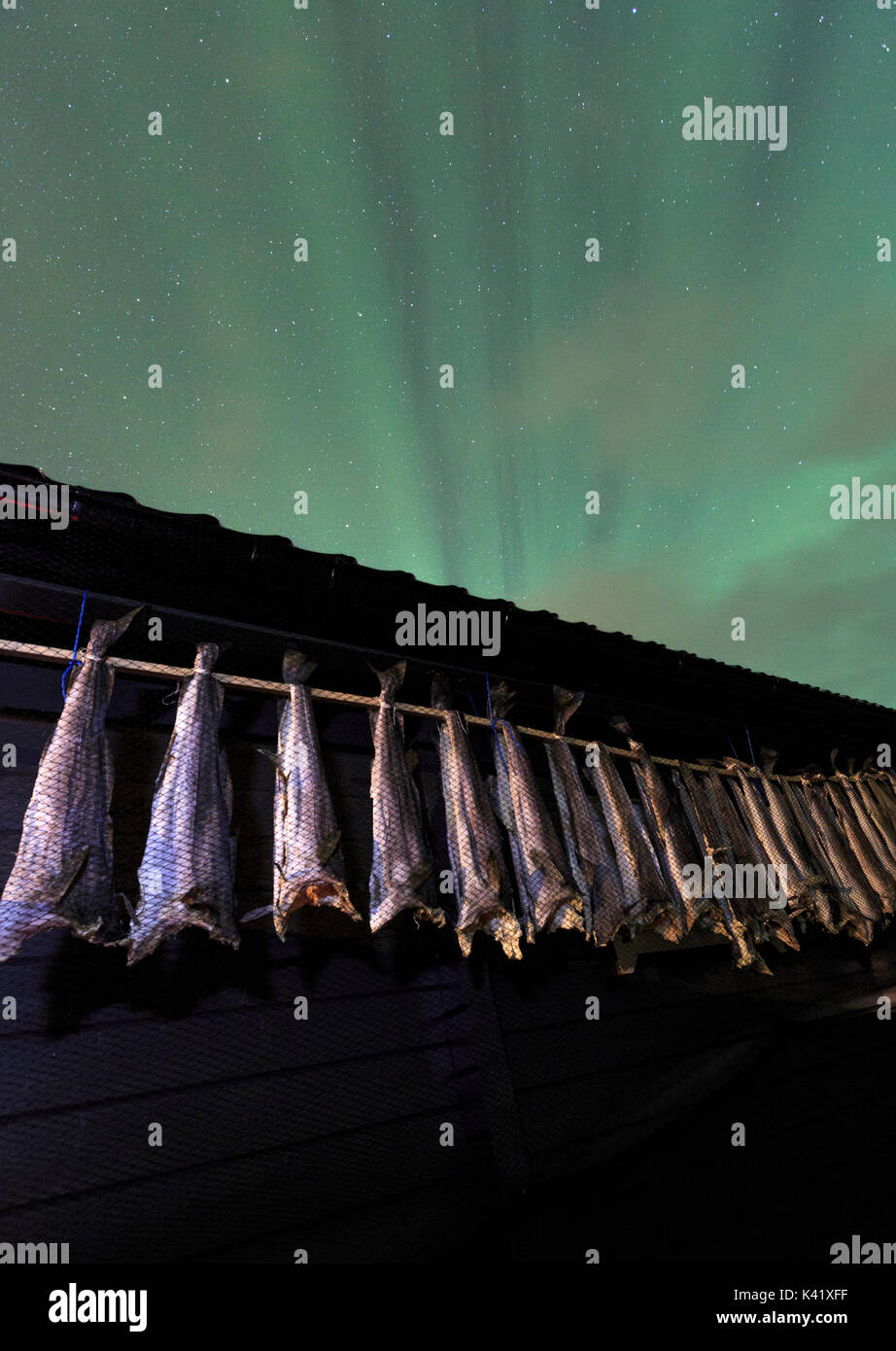 Aurora Boreale in essiccato stoccafisso Jaegervatnet Svensby Alpi Lyngen Tromsø Lapponia Norvegia Europa Foto Stock