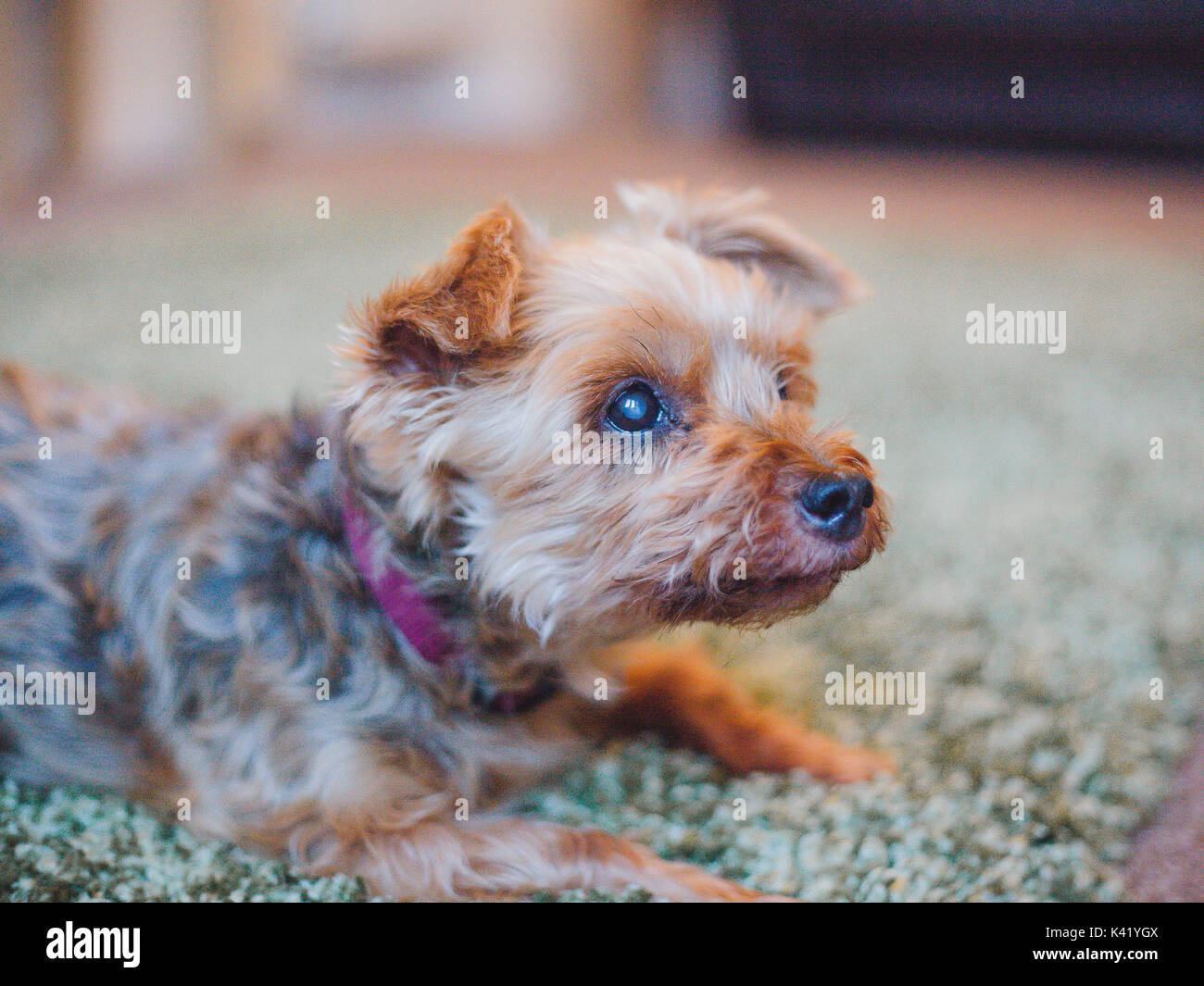 Yorkshire Terrier - piccolo e grazioso vecchio Foto Stock