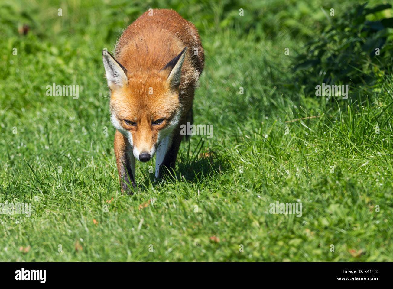 Fox Vulpes vulpes cane come mammifero rilassante in alcune buone condizioni atmosferiche. Rosso arancione la pelliccia e coda folta. Questo fox è presso il British Centro faunistico Surrey UK. Foto Stock