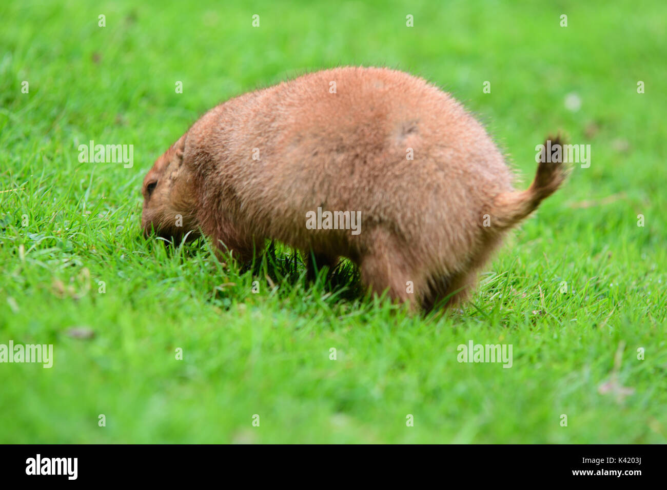 animali dello Zoo Foto Stock