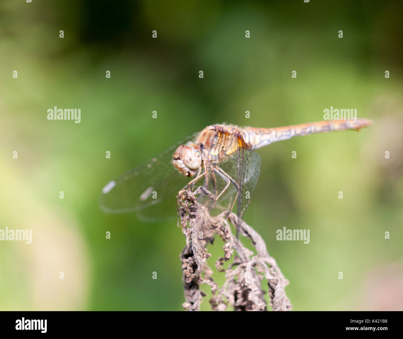 Dragonfly appollaiato sulla pianta morta bokeh focus; Essex; Inghilterra; Regno Unito Foto Stock