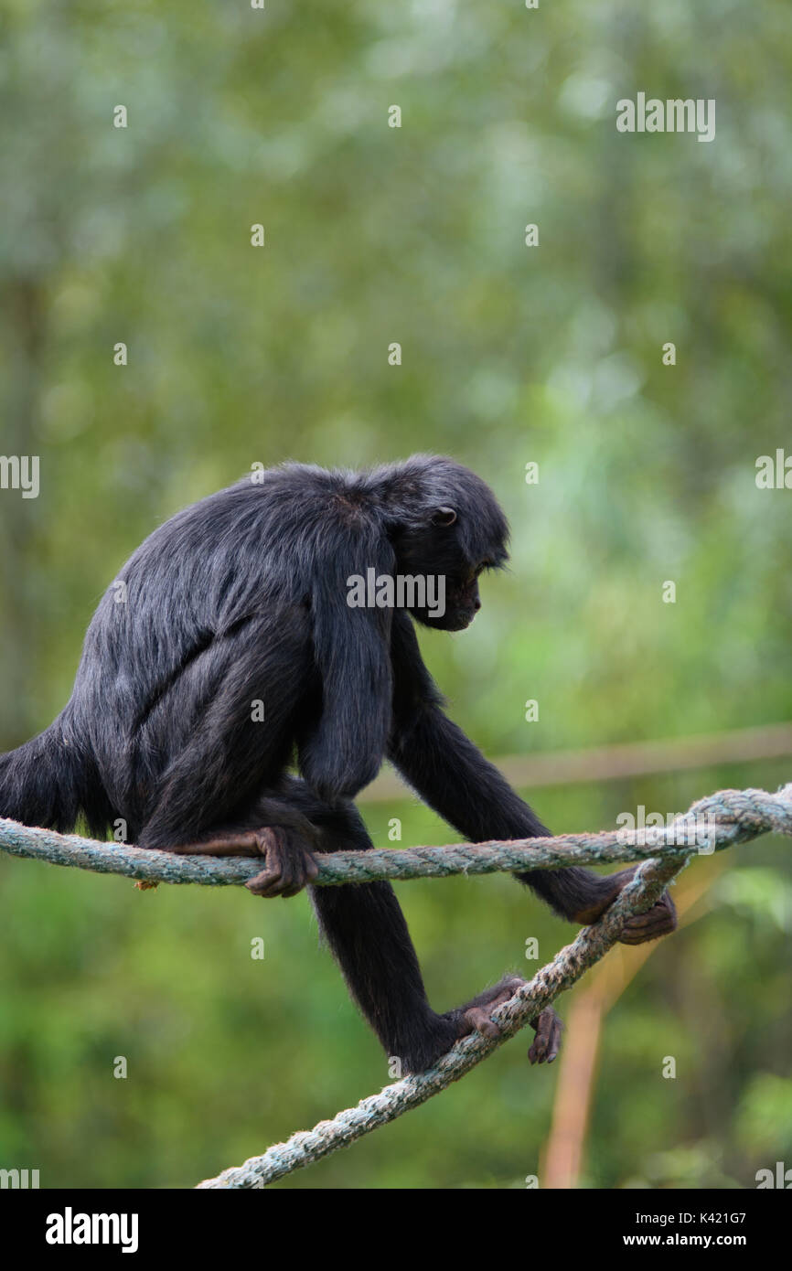 animali dello Zoo Foto Stock