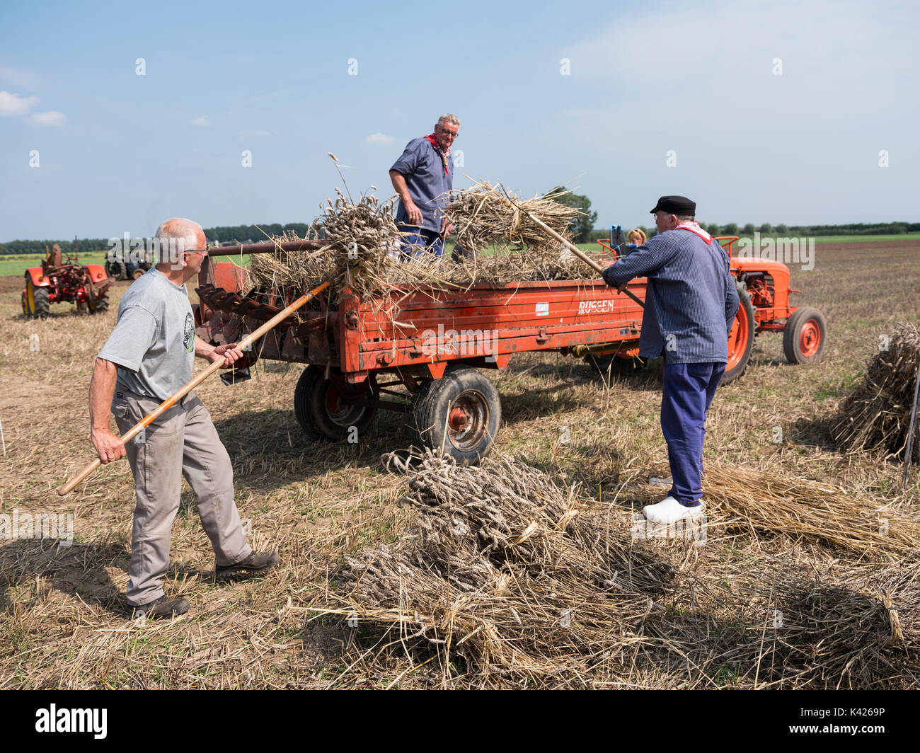 Gli agricoltori in abbigliamento tradizionale lavoro con covoni di grano e  macchine vecchie nei Paesi Bassi Foto stock - Alamy