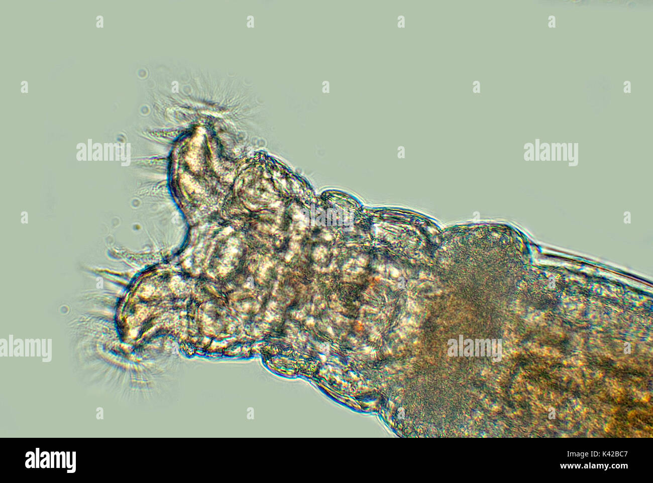 Rotifer Collotheca, alimentando sui batteri con extended cilla, una ganascia-come dispositivo per la macinazione di particelle di cibo, comune bdelloid rotifer trovata nel Bagno uccelli Foto Stock