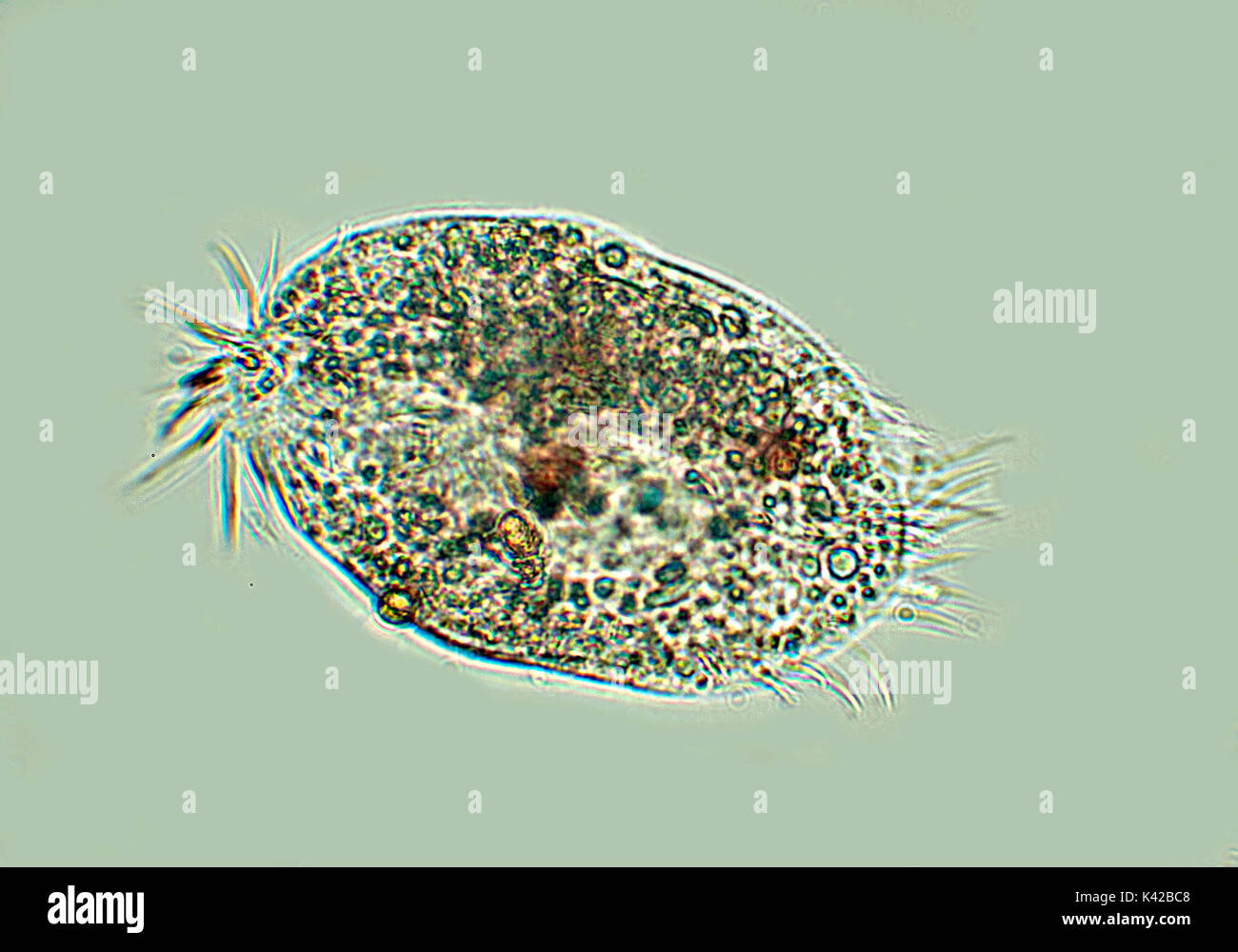 Ciliato, microscopiche, attraverso il microscopio, illuminazione bianca  protozoi, caratterizzato dalla presenza di capelli-come organuli chiamati  ciglia Foto stock - Alamy