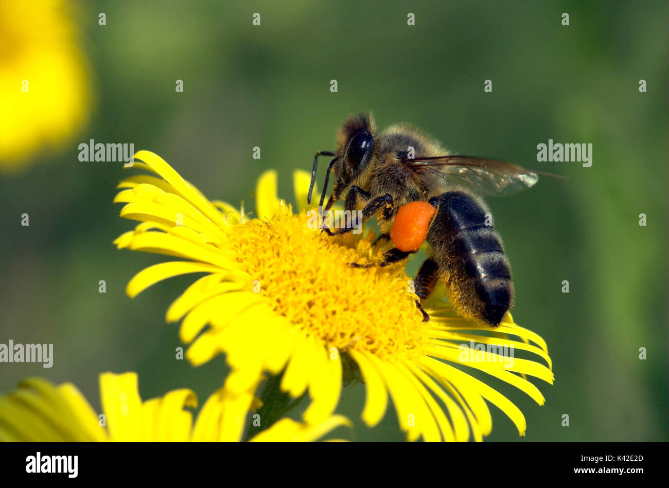 Il miele delle api, Apis mellifera, ape operaia con i sacchetti di polline sulle gambe, per raccogliere il polline dal giallo fiore fleabane (pulicaria dysenterica), sociale, networ Foto Stock