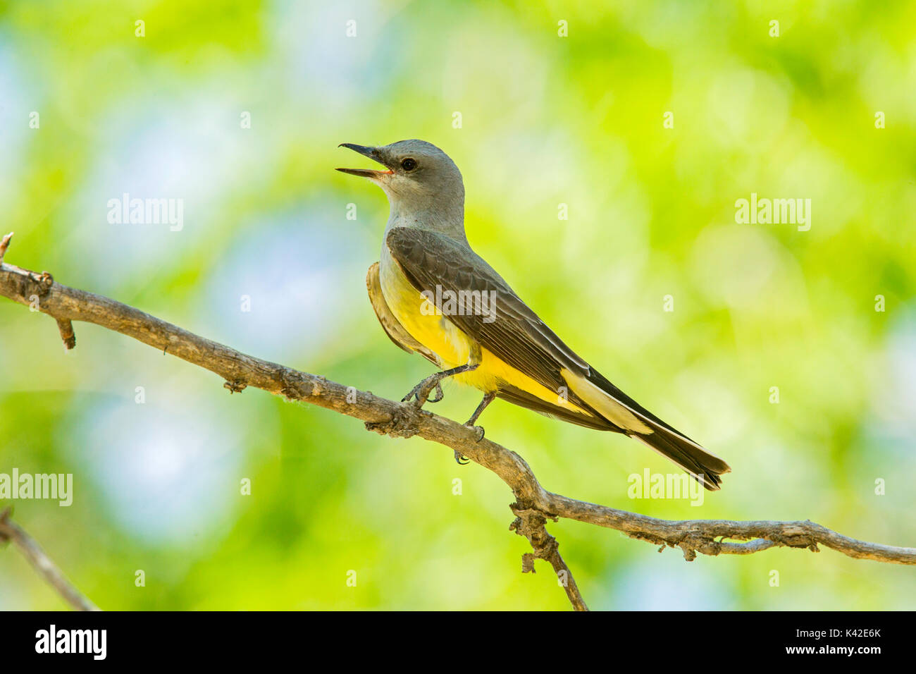 Western Kingbird Tyrannus verticalis Pawnee praterie nazionale, Colorado, negli Stati Uniti il 6 luglio adulto fonazione. Tyrannidae Foto Stock