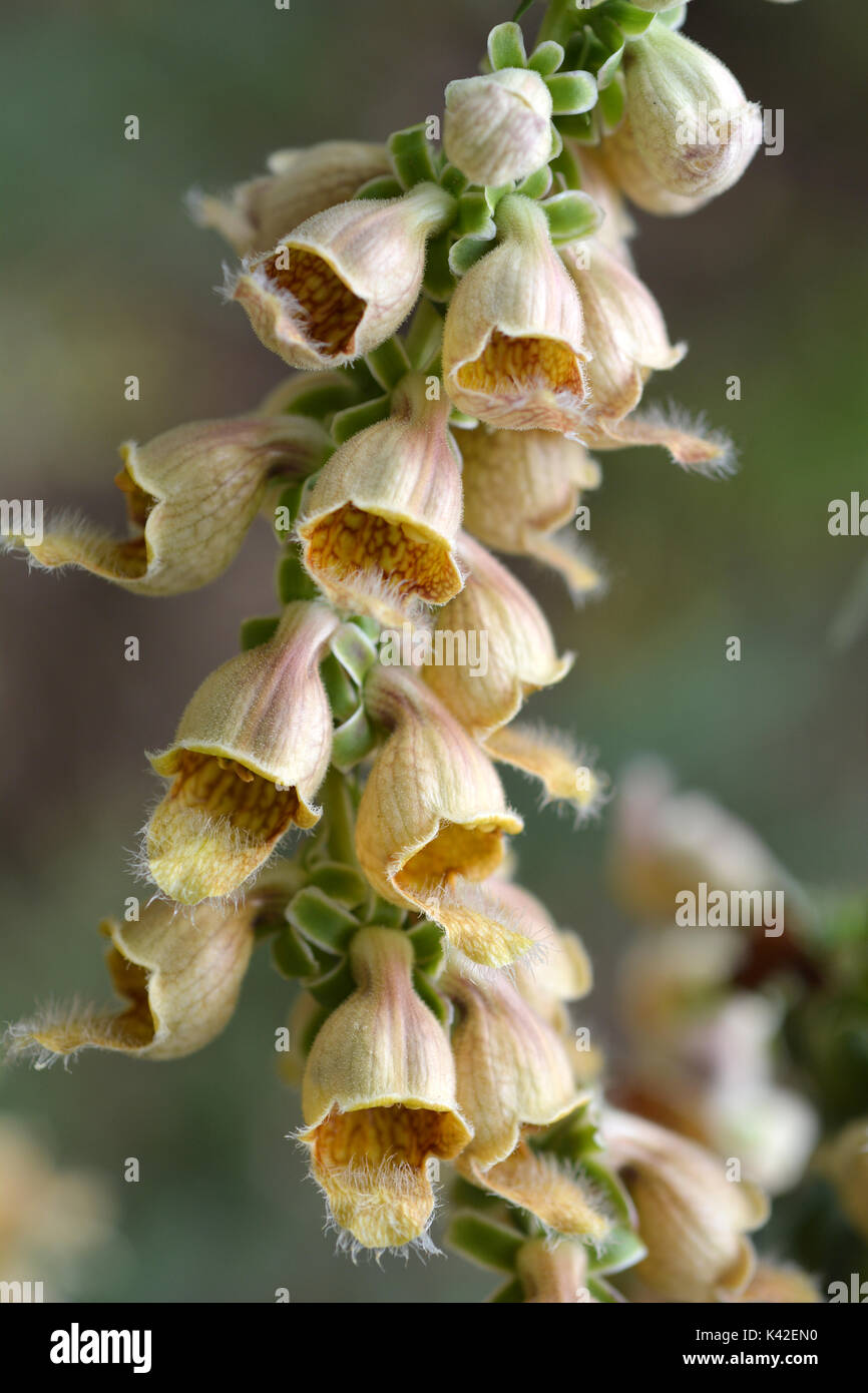 Close up di rusty foxglove flower - nome latino Digitalis ferruginea Foto Stock