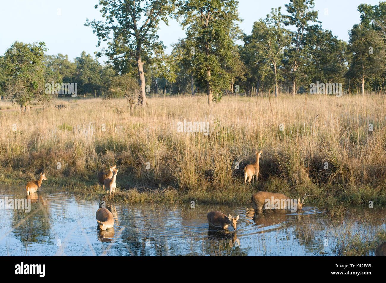 Palude di cervo o Barasingha, Cervus duvauceli, guadare in acqua di alimentazione, gruppo, allevamento, Kanha Riserva della Tigre, Parco Nazionale, Madhya Pradesh, India Foto Stock