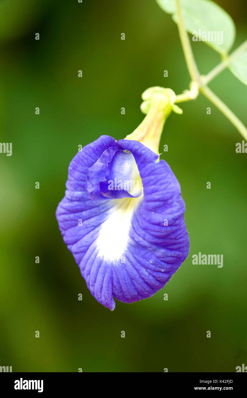 Butterfly fiore di pisello, Clitorea ternatea, viola varietà, Rann di Kutch, Gujarat, India, semi e radici utilizzate come purgativa e radici come catartica e d Foto Stock