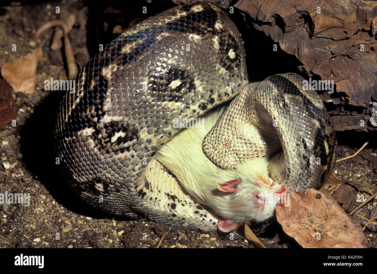 Indiano o birmano serpente Python, Python molurus, Sud Est Asiatico, arricciata attorno, preda di strozzatura, alimentazione captive Foto Stock