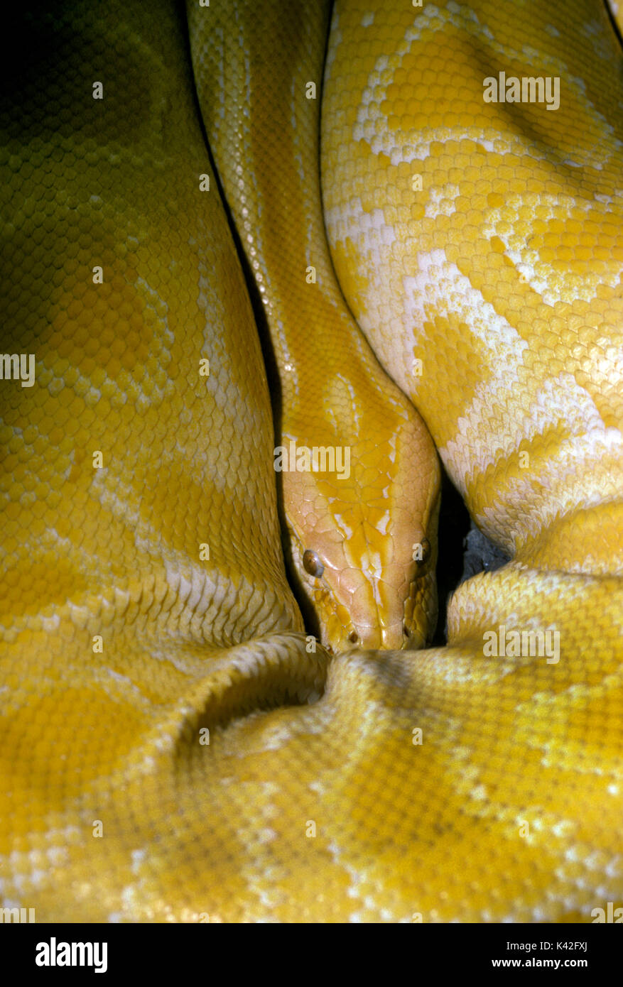 Leucistic indiano, Python o Python birmano Snake, Python molurus, solo lo strato di goccioline di olio appena al di sotto della superficie contengono pigmenti, spesso te Foto Stock