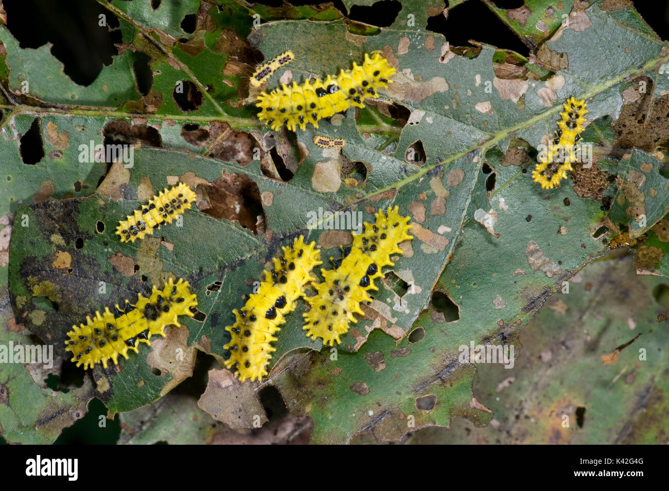 Giallo non identificato Caterpillar, eventualmente Slug Caterpillar, India Foto Stock