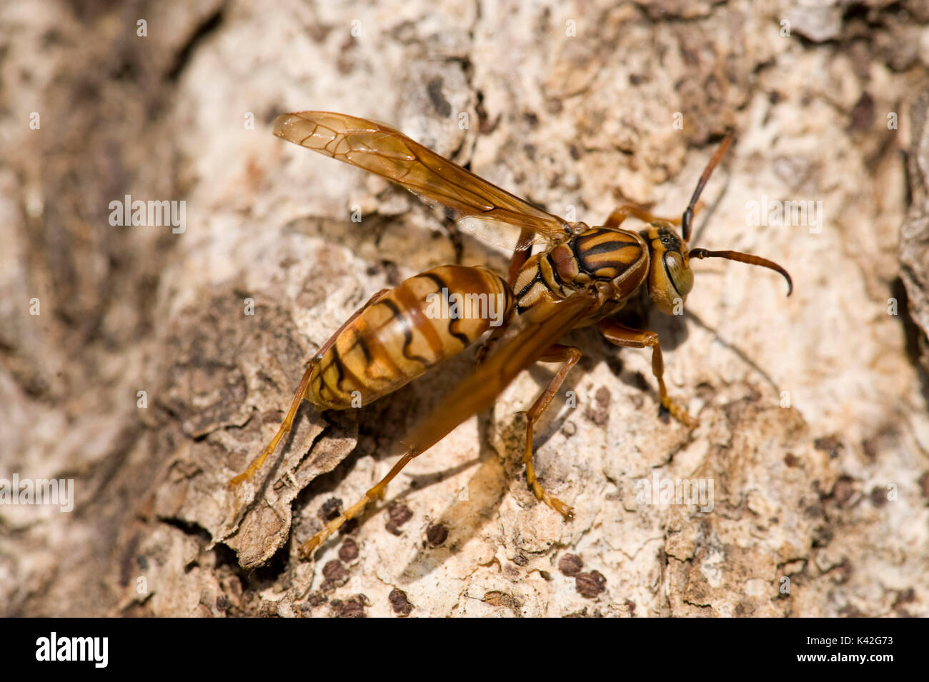 Wasp, Wasp ordine imenotteri, Apocrita sub-ordine, India, eventualmente carta wasp Foto Stock