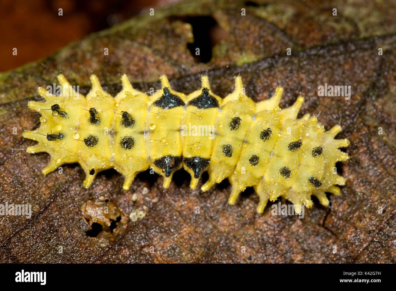 Giallo non identificato Caterpillar, eventualmente Slug Caterpillar, India Foto Stock