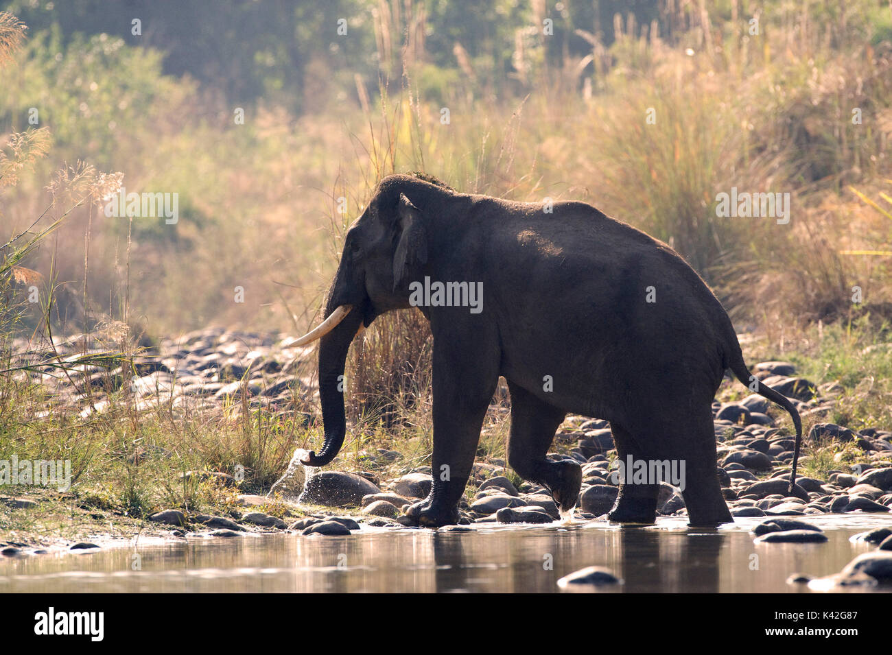Maschio di elefante asiatico, Elephas maximus, Varcando il fiume, silhouette, parco di cittadino di Corbett, Uttarakhand, India settentrionale, Foto Stock